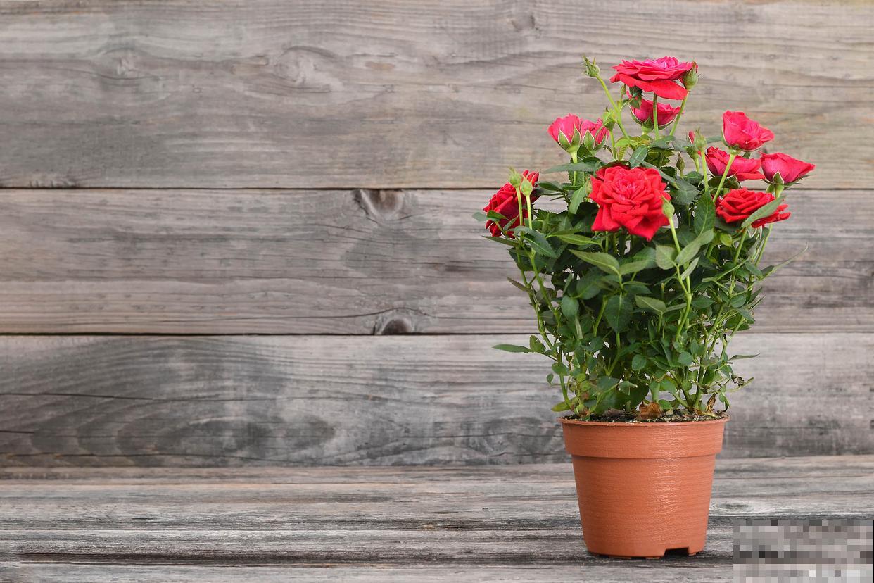 玫瑰花盆栽怎么养 玫瑰花盆栽怎么养