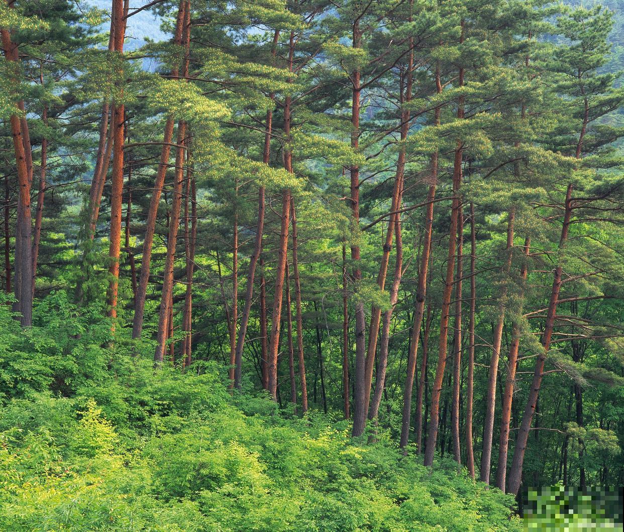 风化土可以种什么植物