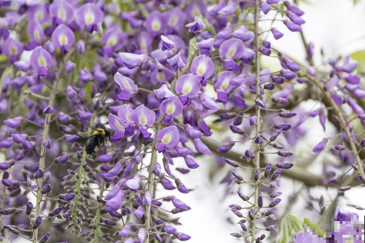 夏季植物有哪些？