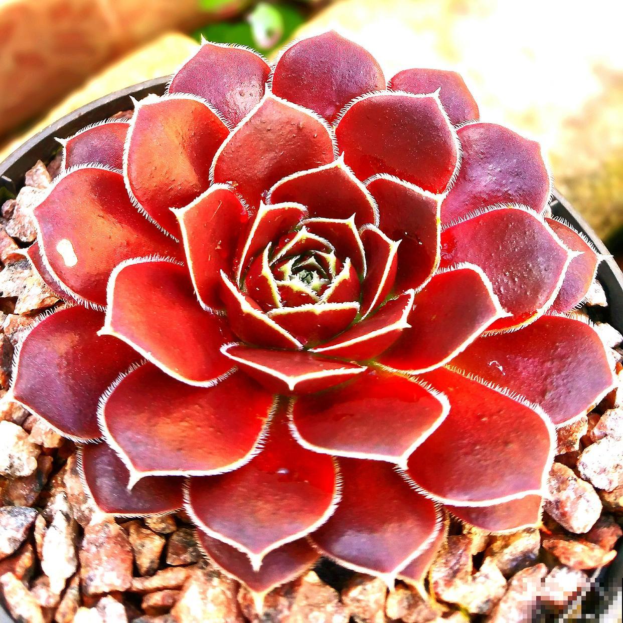 多肉红宝石开花怎么办 多肉红宝石开花怎么办