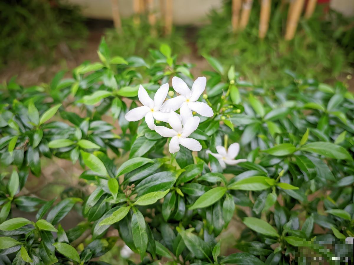 刚买的小叶栀子怎么养