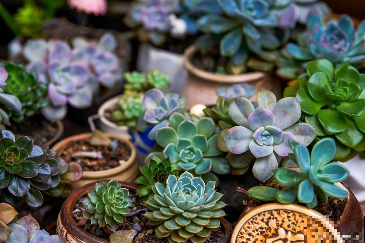 红背椒草多肉怎么养 红背椒草多肉怎么养