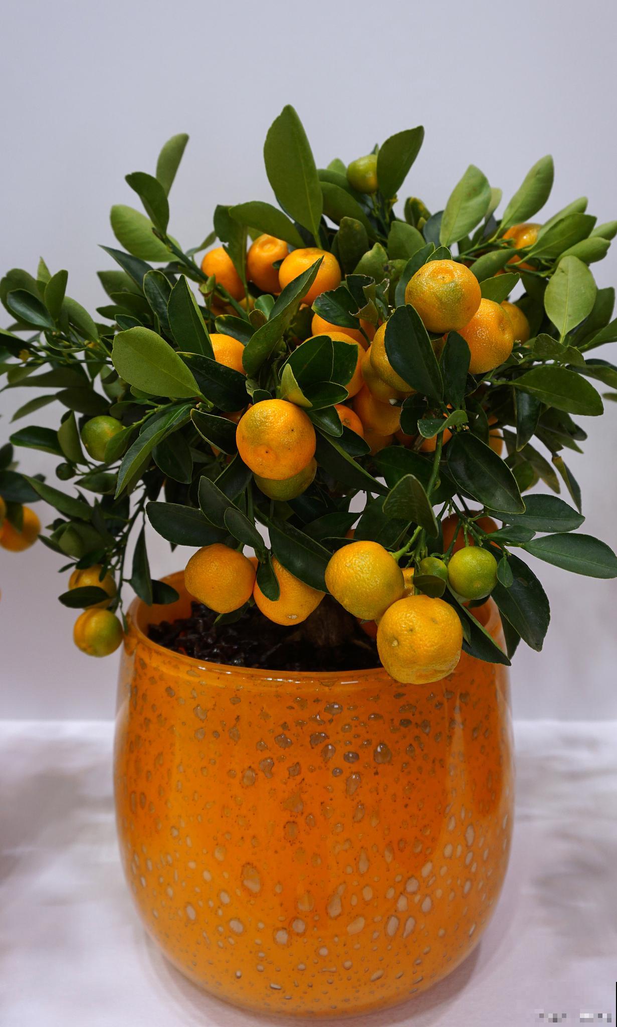 春天盆栽柑橘的管理 春天盆栽柑橘的管理