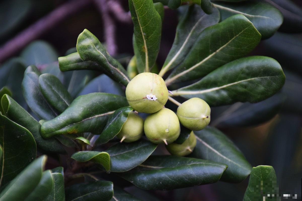海桐如何扦插的？