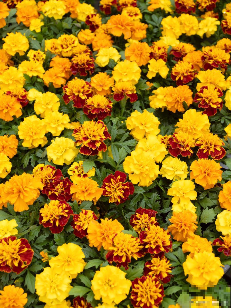 长日照的花卉有哪些 长日照的花卉有哪些