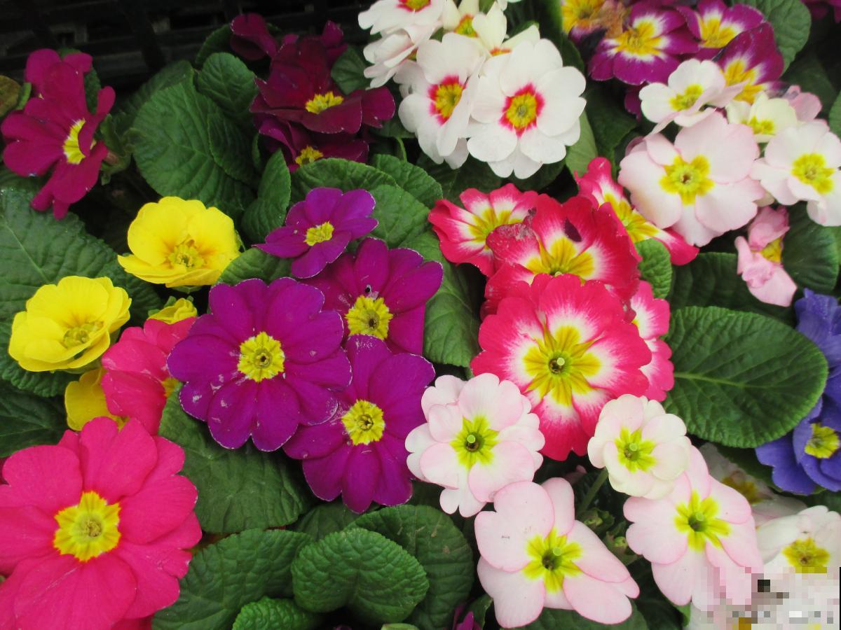 二年生植物有哪些