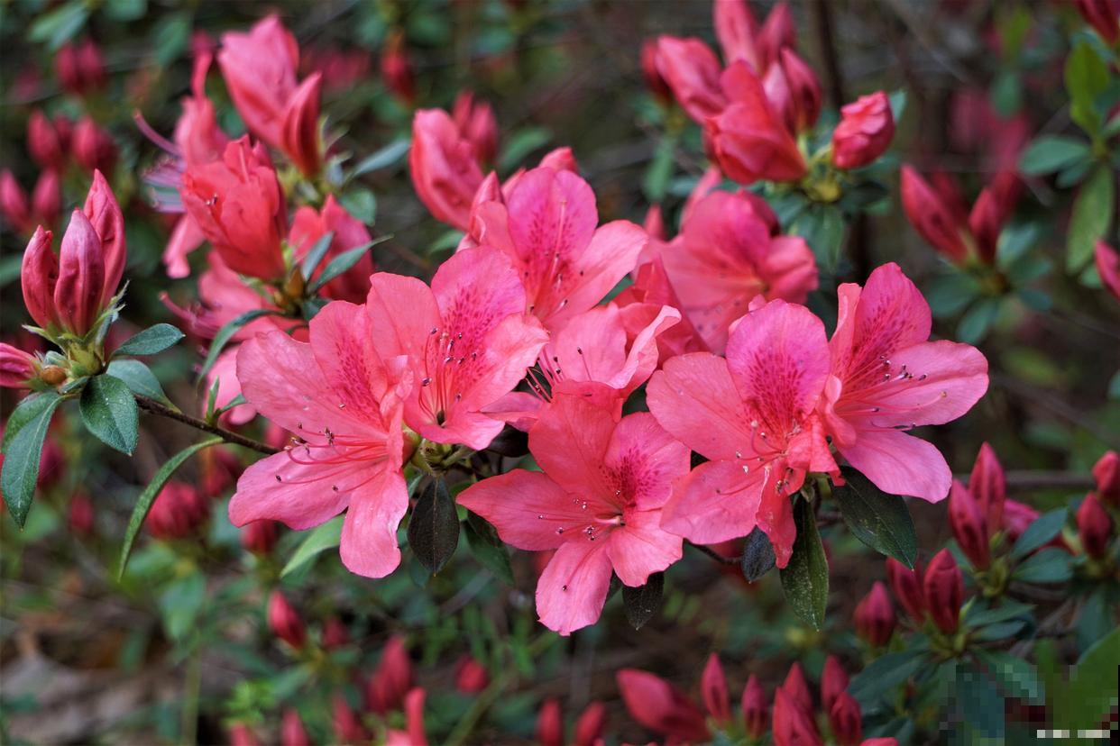 映山红几月份开花