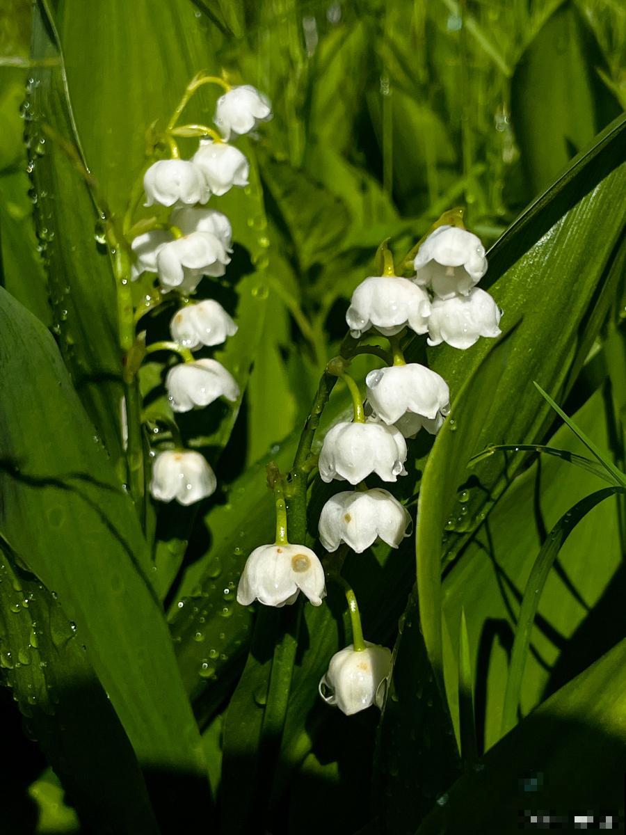铃兰怎么养才开花