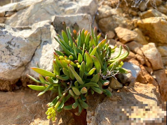 枝干番杏怎么修剪? 枝干番杏怎么修剪?