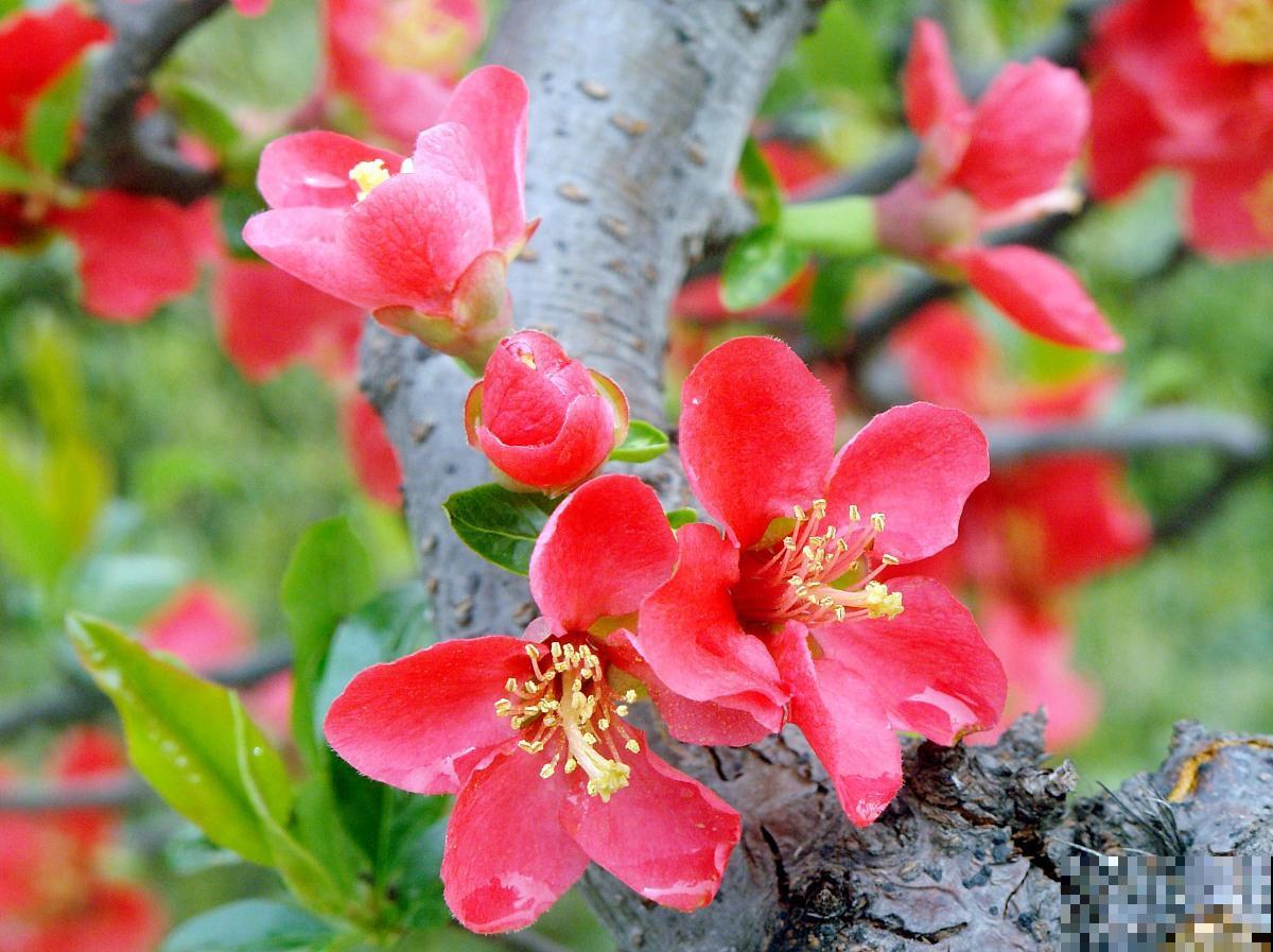 盆栽贴梗海棠怎么养 盆栽贴梗海棠怎么养