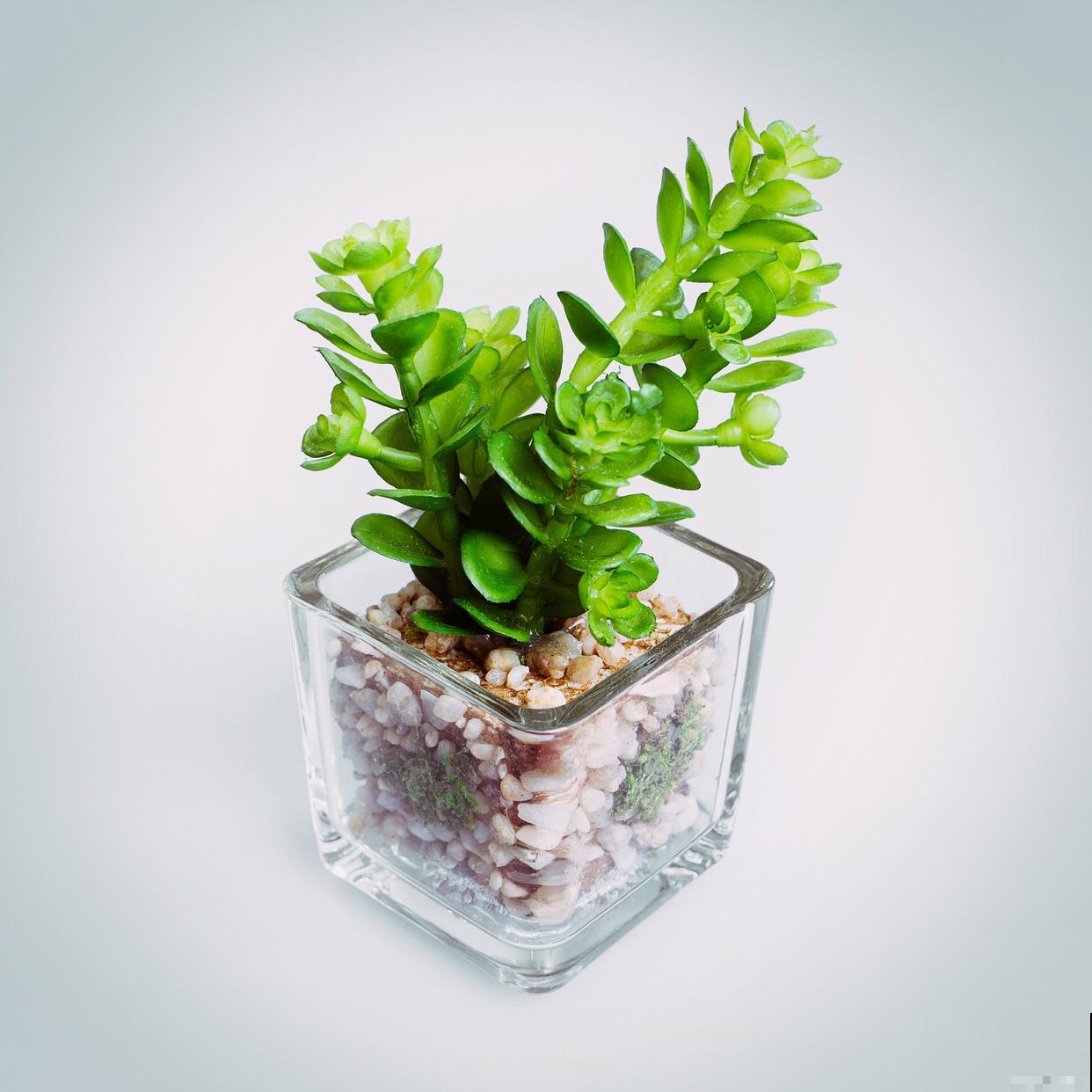 金钱木怎么修剪好看 金钱木怎么修剪好看