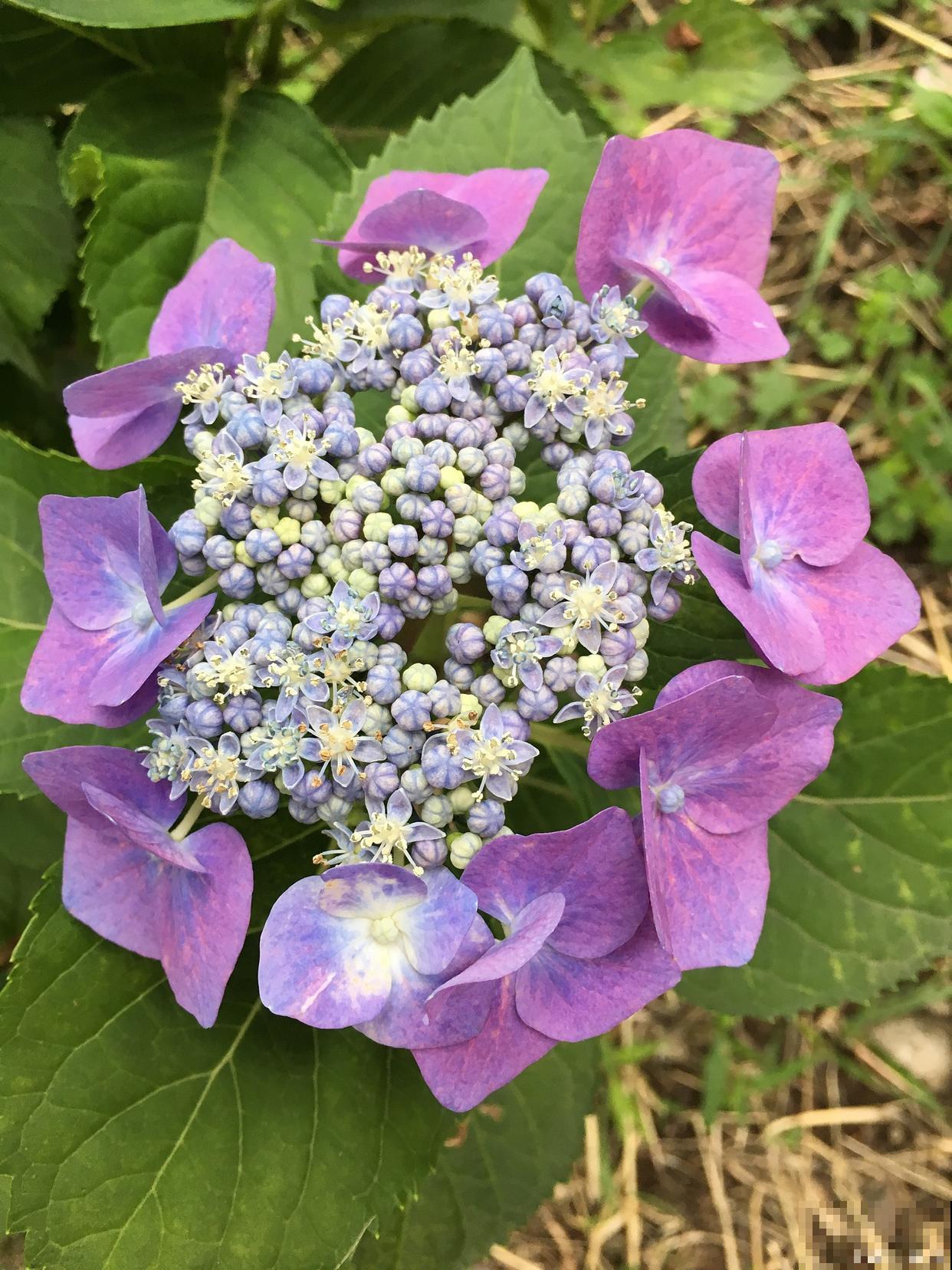 臭绣球怎么修剪? 臭绣球怎么修剪?