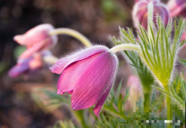 白头翁是什么草？