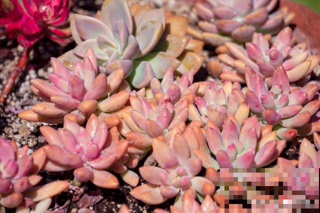 姬胧月多久浇一次水 姬胧月多久浇一次水