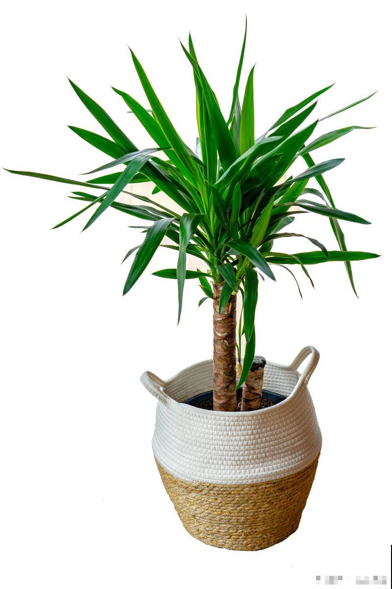 棕竹什么时候换盆比较好 棕竹什么时候换盆比较好