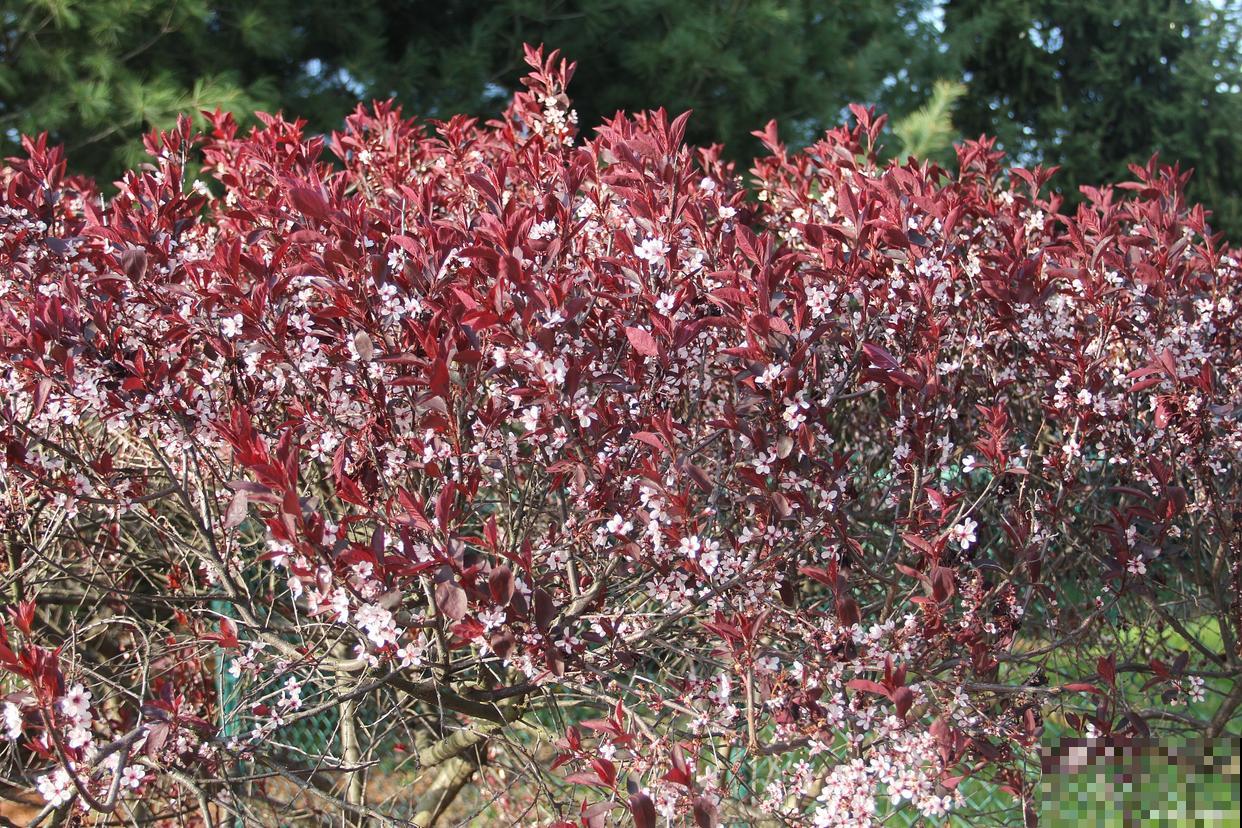 紫叶李开什么颜色的花