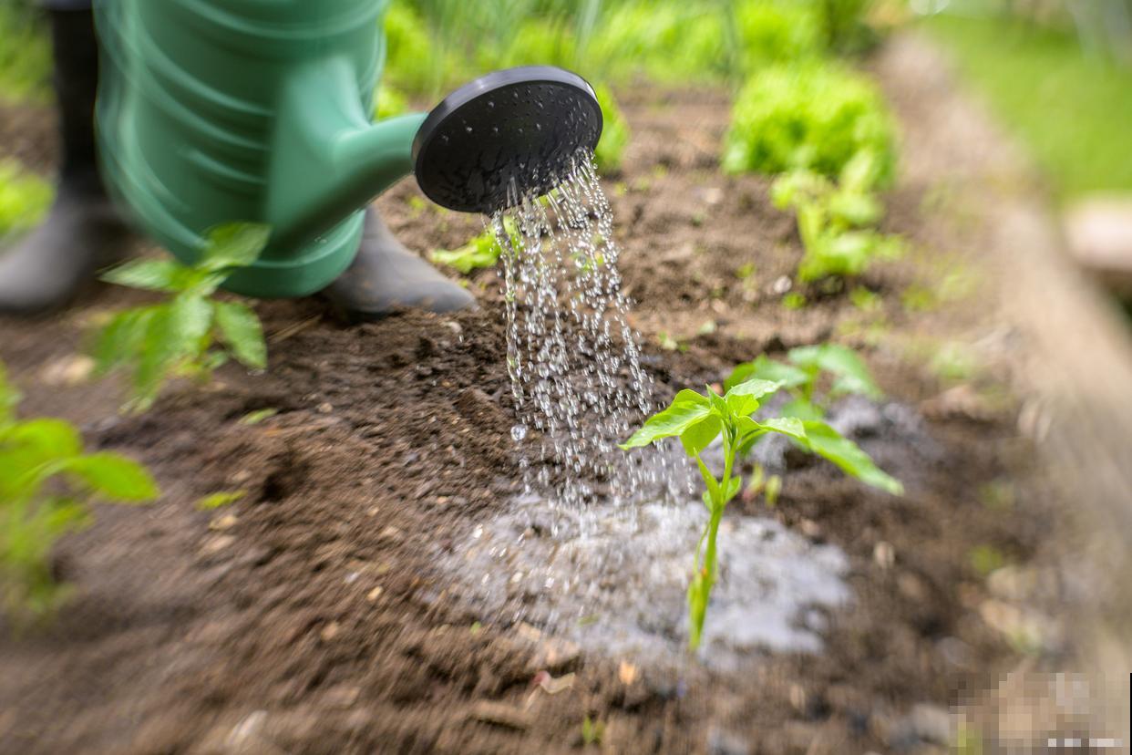 为什么不能中午浇水