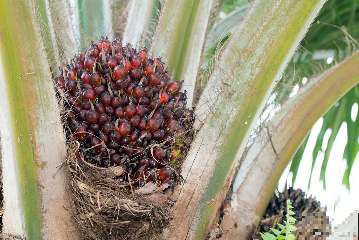 棕榈植物有哪些？