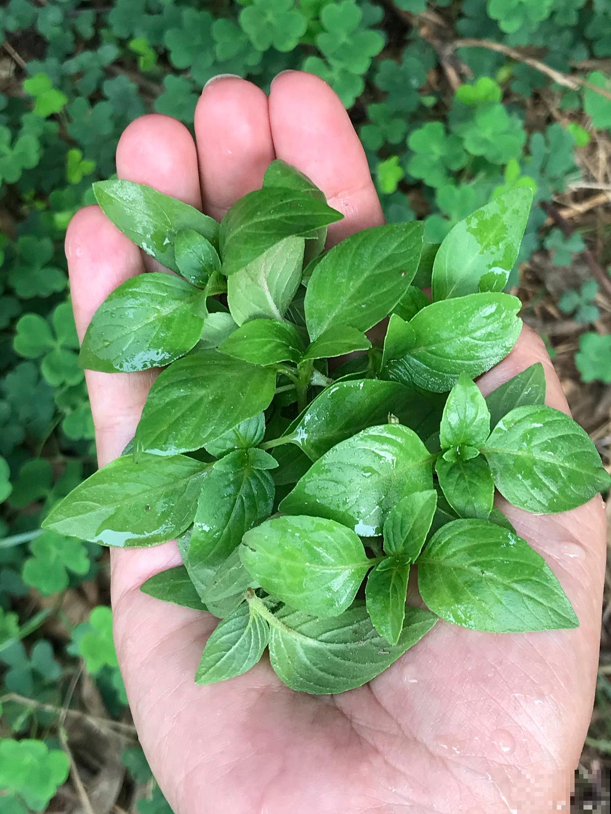 盆栽田七怎么养殖