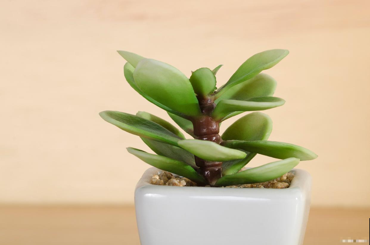 吉娃娃怎么繁殖？