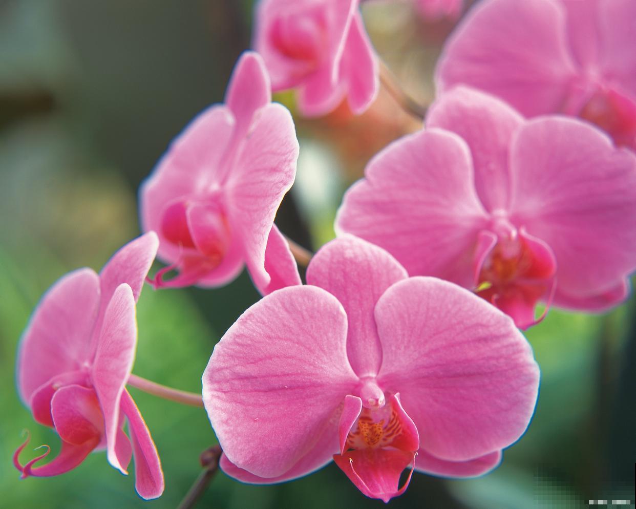 蝴蝶兰的根和花剑的区别