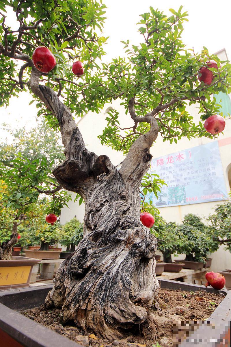 石榴盆栽怎么修剪