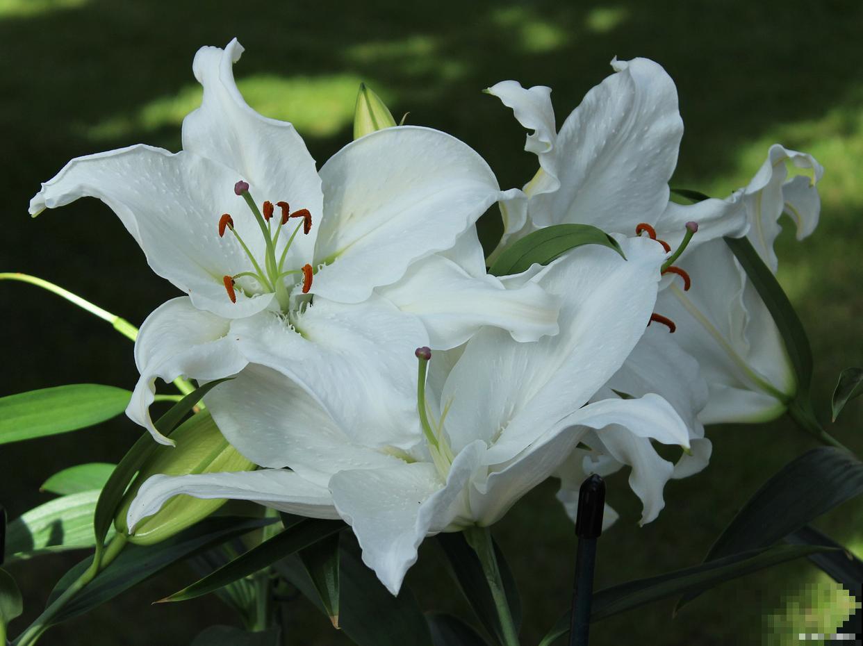 百合掉叶子是什么原因