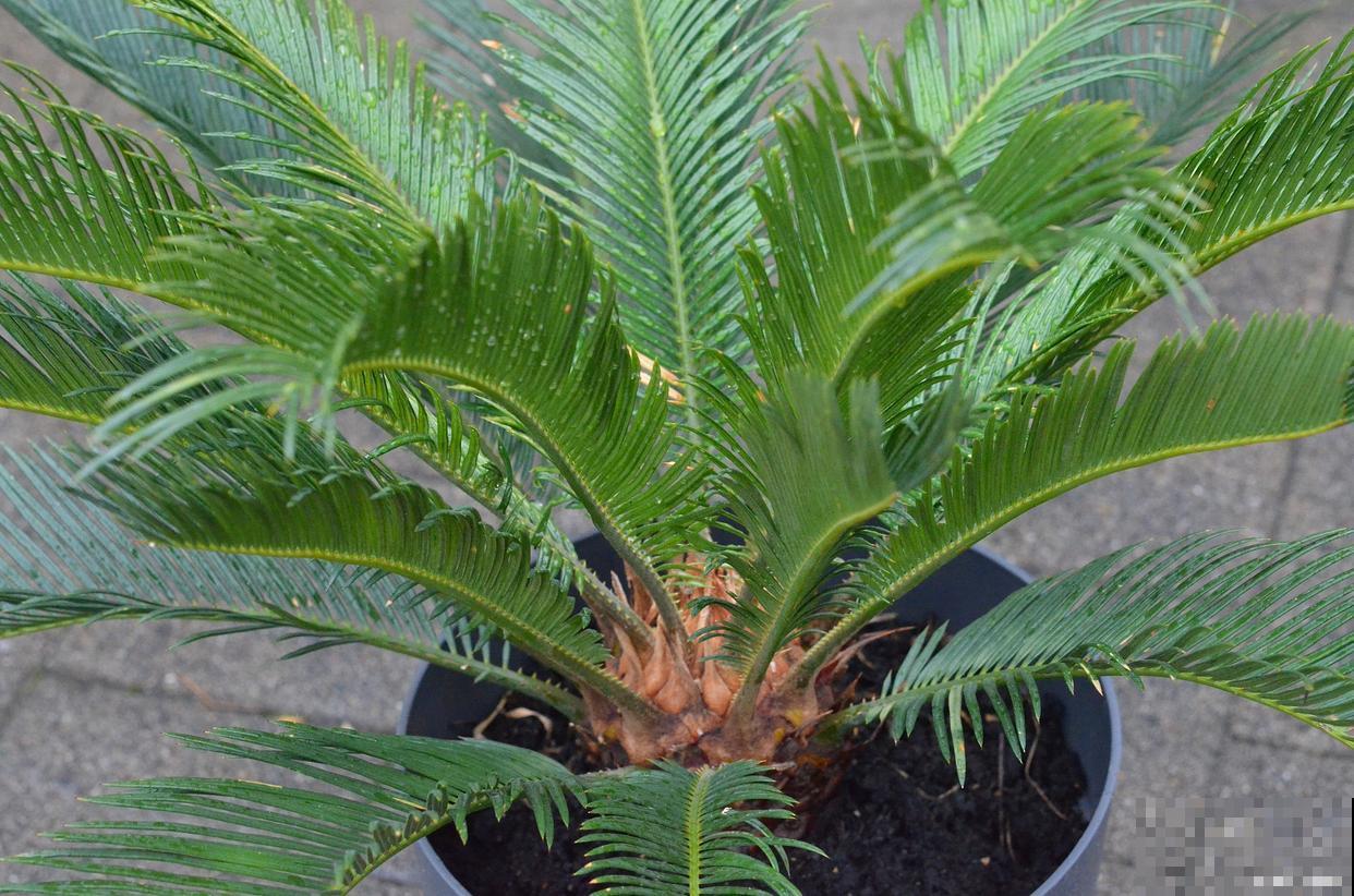 铁树如何换盆的？