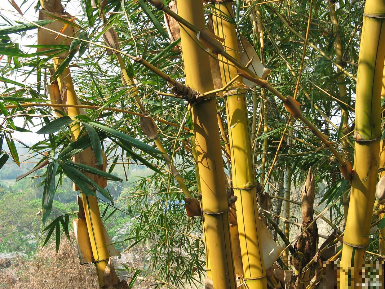 适合北方耐寒的竹子品种 适合北方耐寒的竹子品种