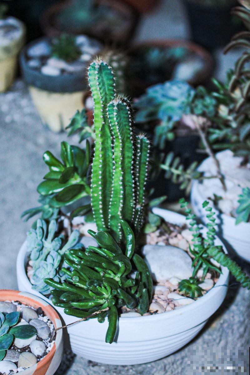 仙人指花蕾期怎么浇水 仙人指花蕾期怎么浇水