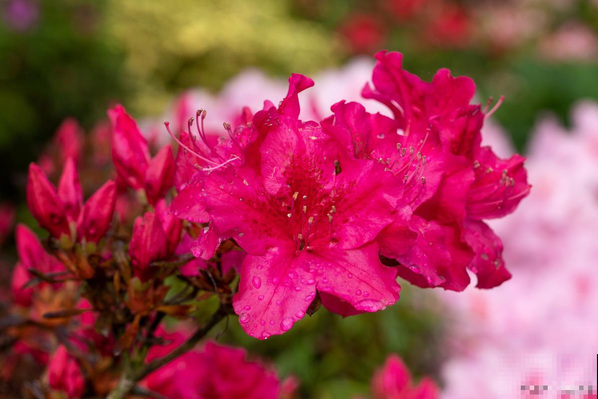 映山红如何栽培？