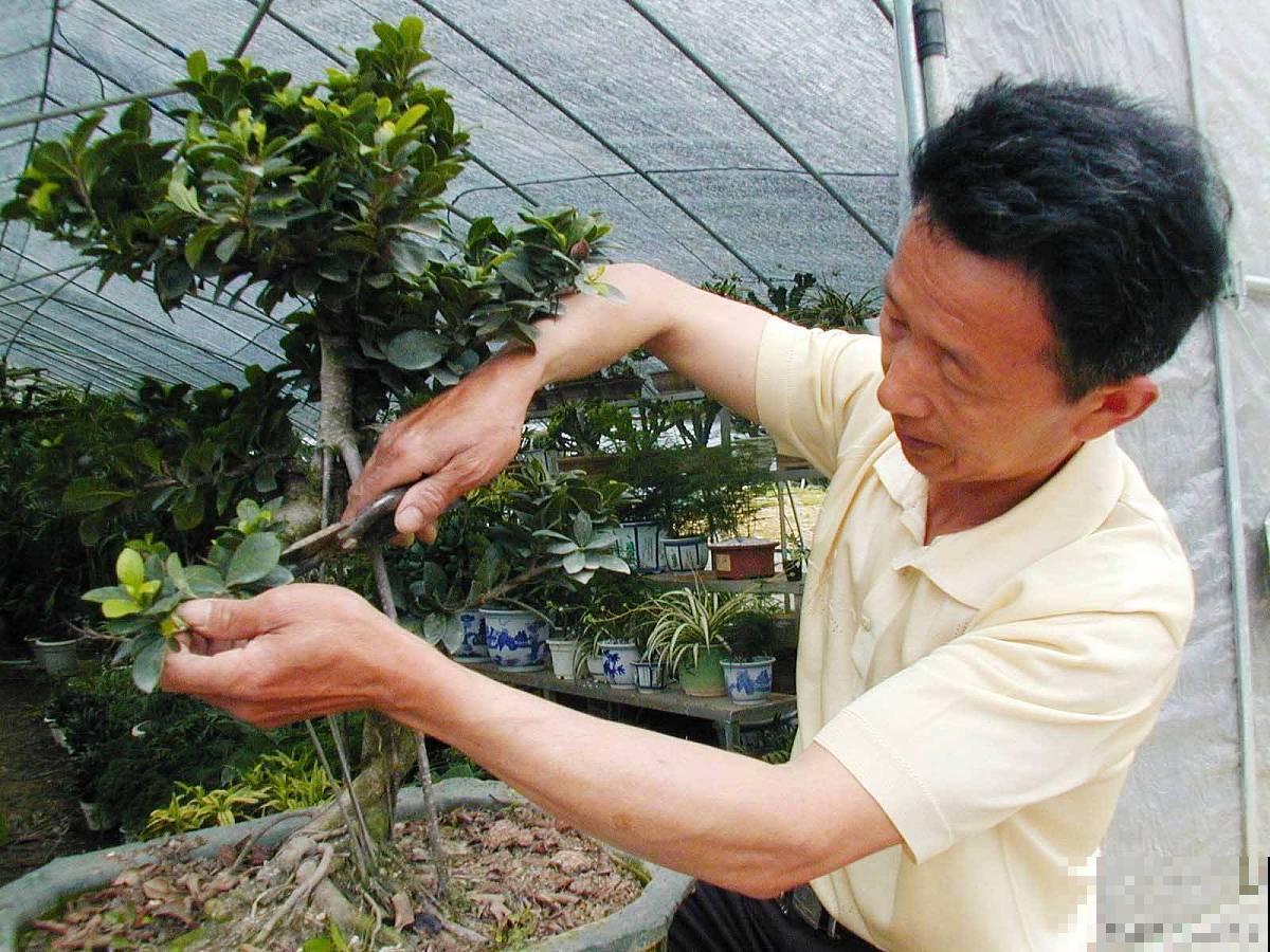 盆景剪枝切口怎么处理