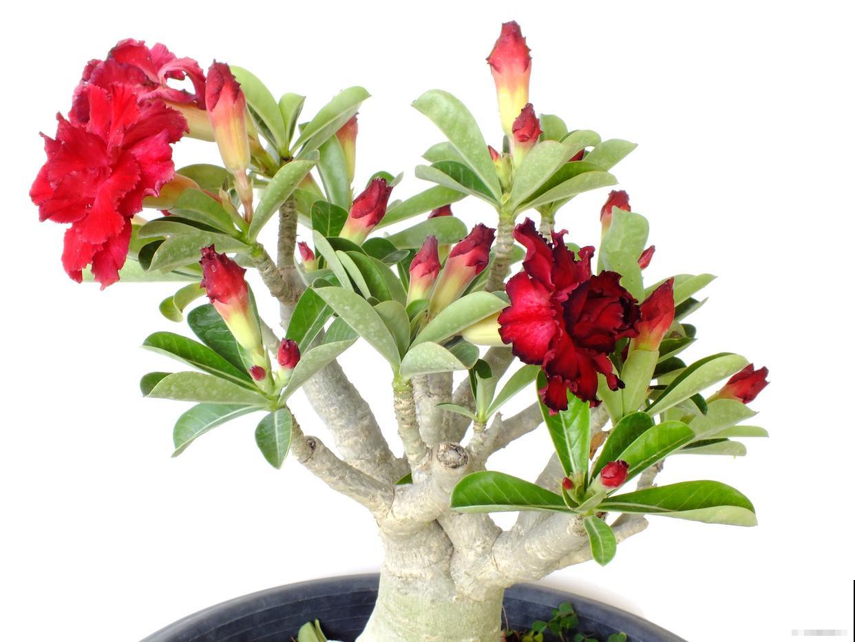 沙漠玫瑰花期多久 沙漠玫瑰花期多久