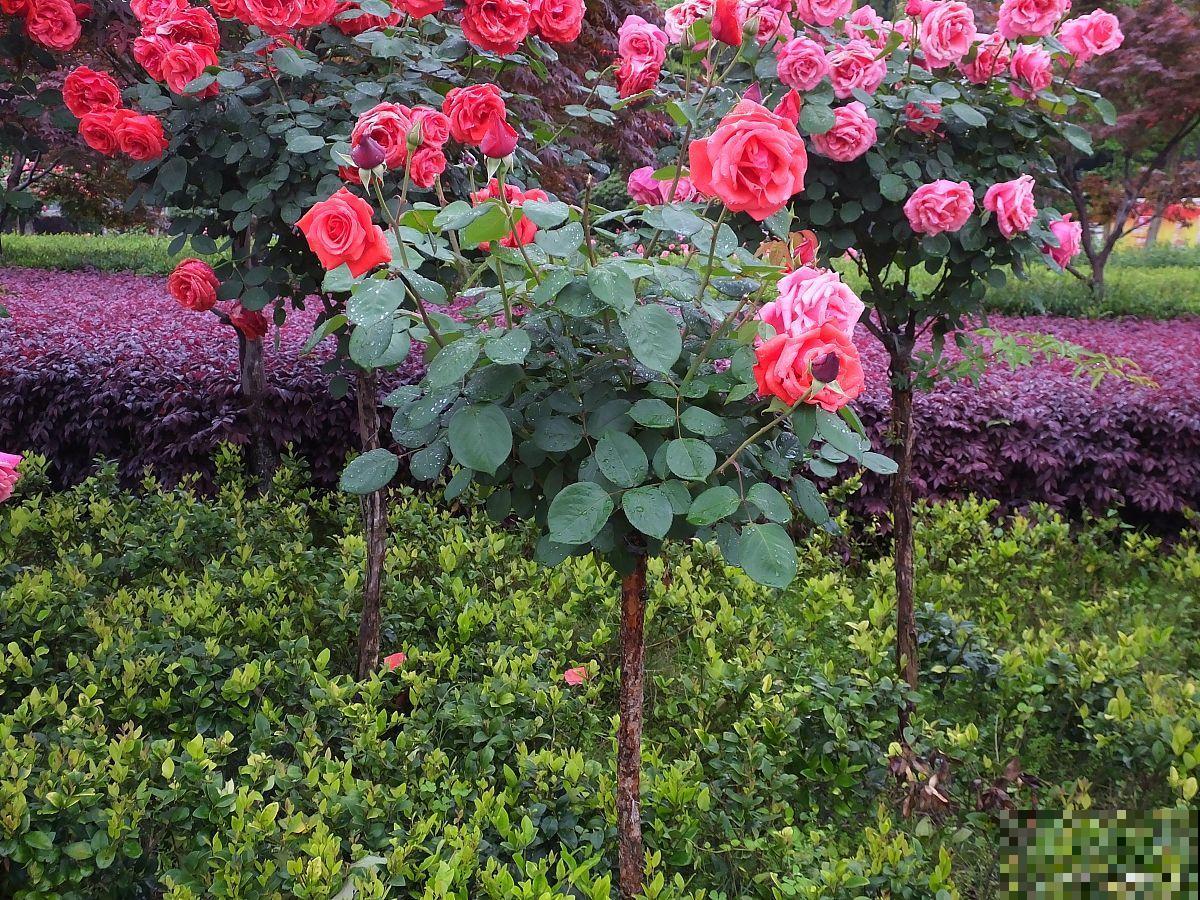 树状月季是怎么栽培的 树状月季是怎么栽培的