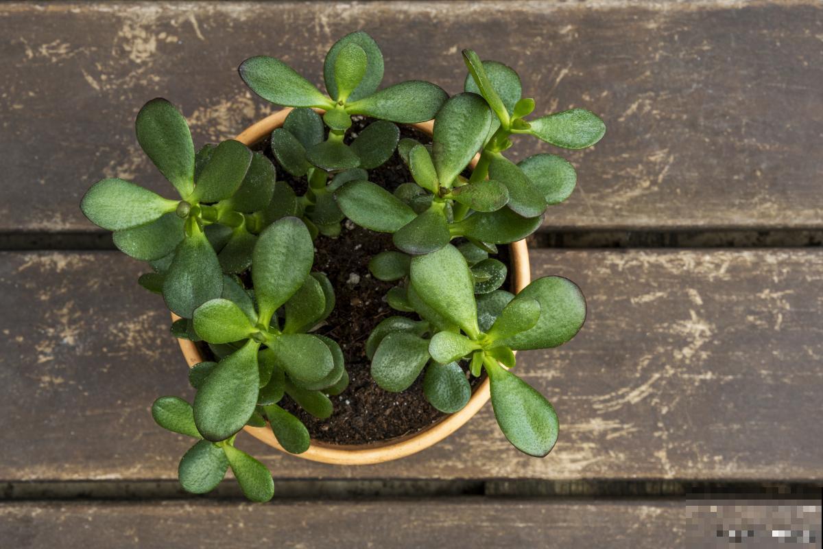 燕子掌如何扦插? 燕子掌如何扦插?