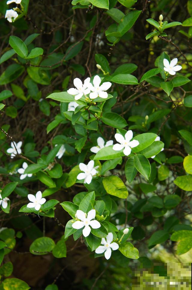 六月雪如何修剪? 六月雪如何修剪?