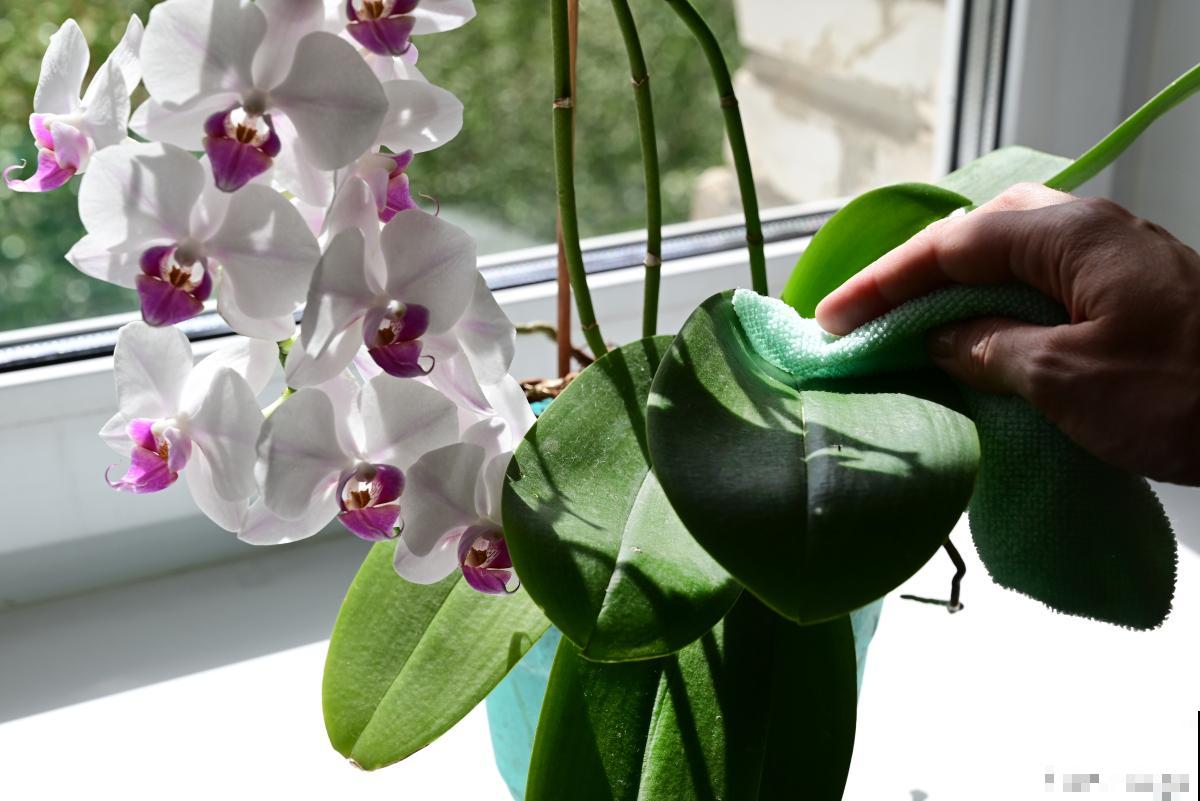 蝴蝶兰花苞还没开就枯萎了怎么办 蝴蝶兰花苞还没开就枯萎了怎么办