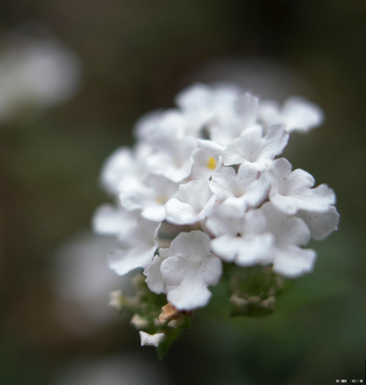 白雪花什么时候开花 白雪花什么时候开花
