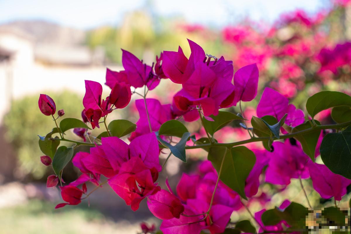 三角梅开花期间掉花是怎么回事 三角梅开花期间掉花是怎么回事