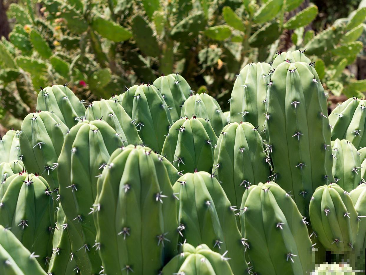 仙人掌为什么会烂掉