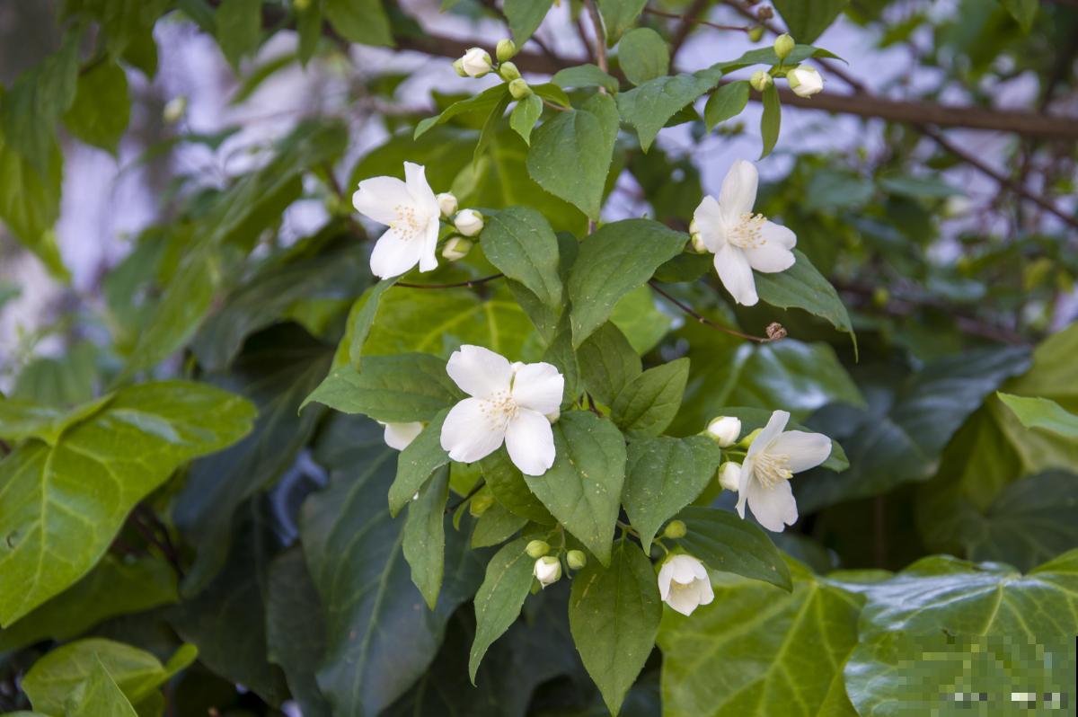 双色茉莉如何修剪 双色茉莉如何修剪