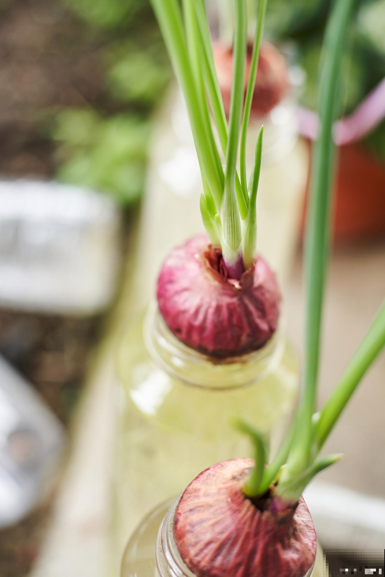 水培洋葱的种植方法 水培洋葱的种植方法