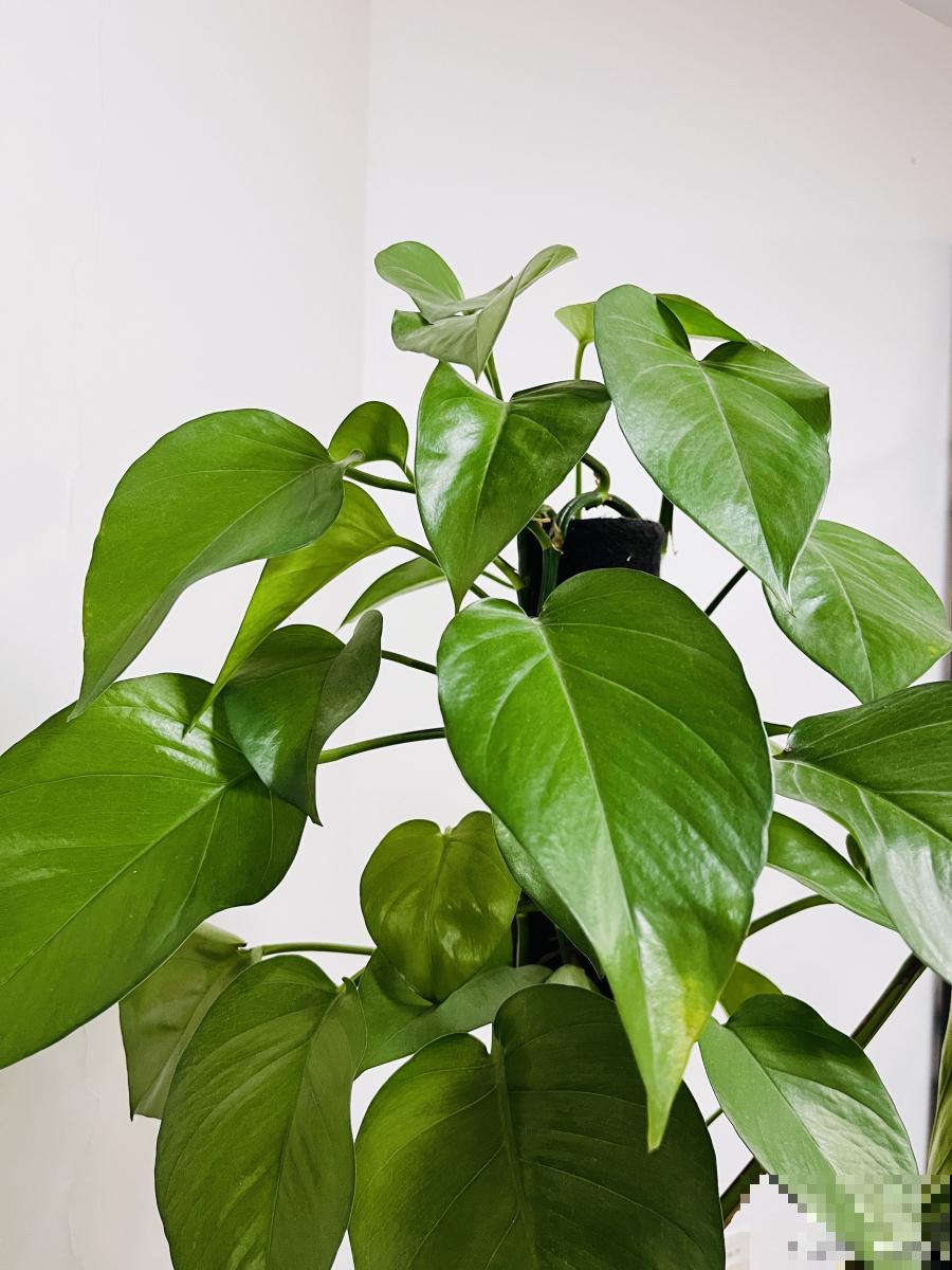 豆瓣绿如何修剪？