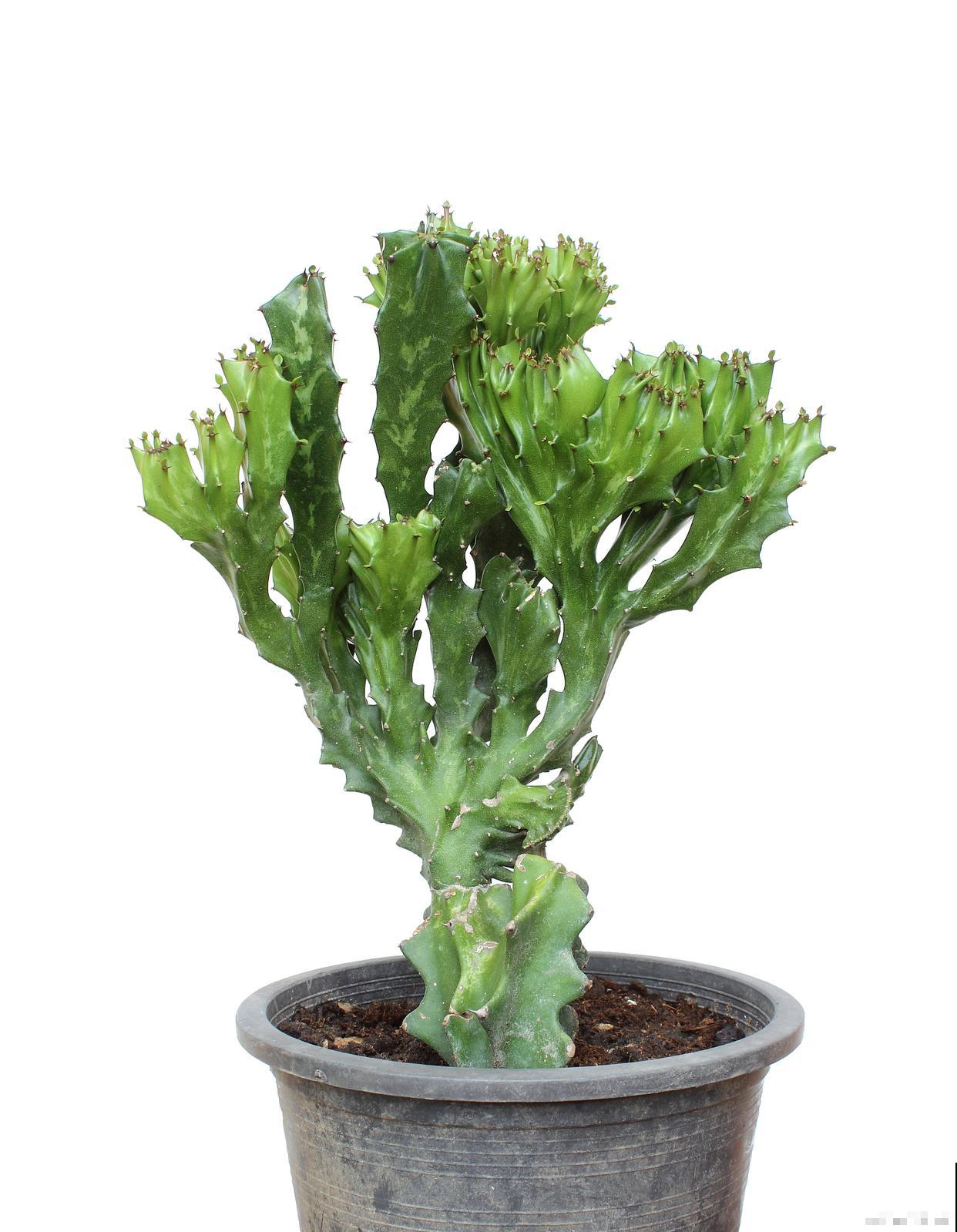 麒麟用什么土栽培最好