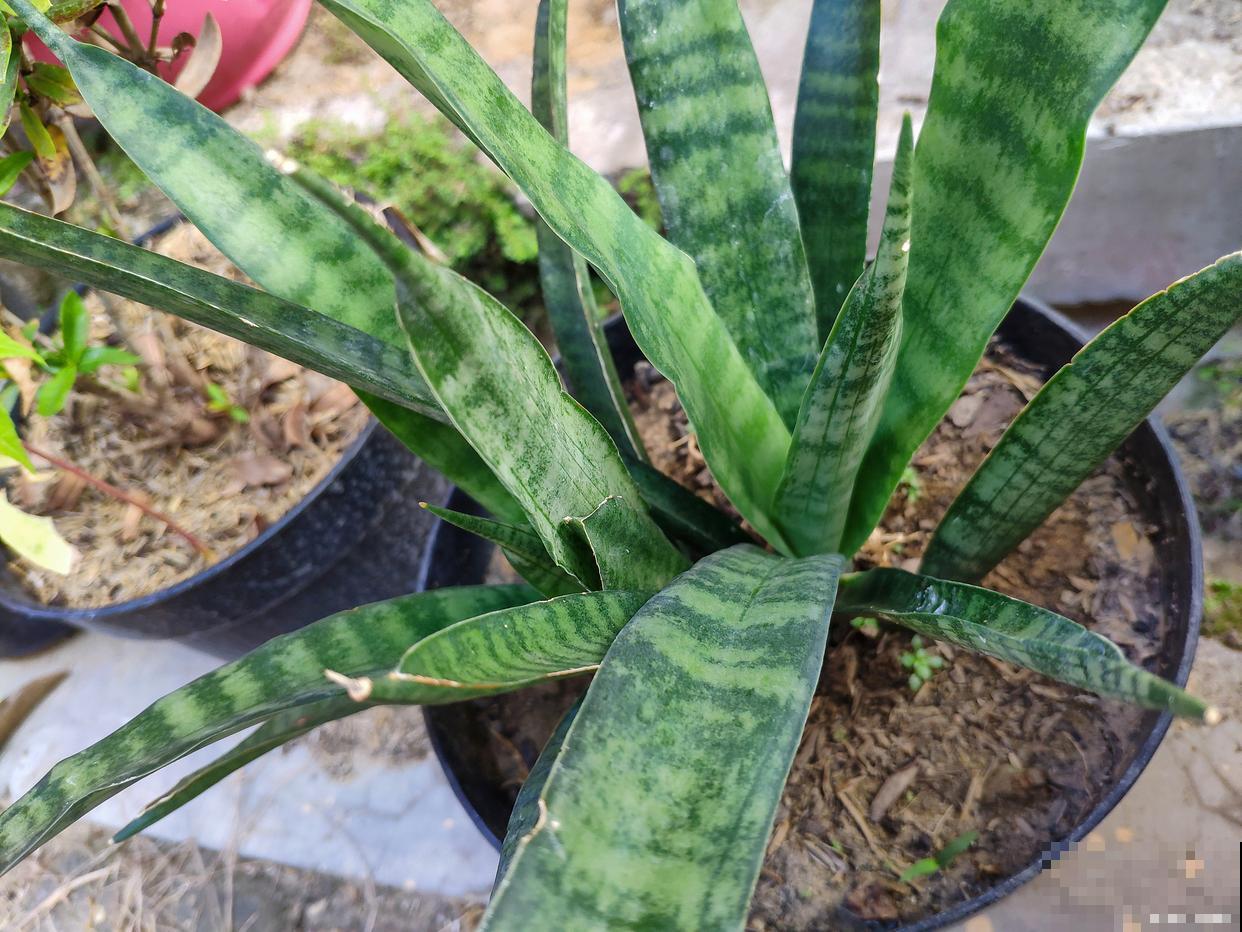 虎皮兰可以一直水养吗