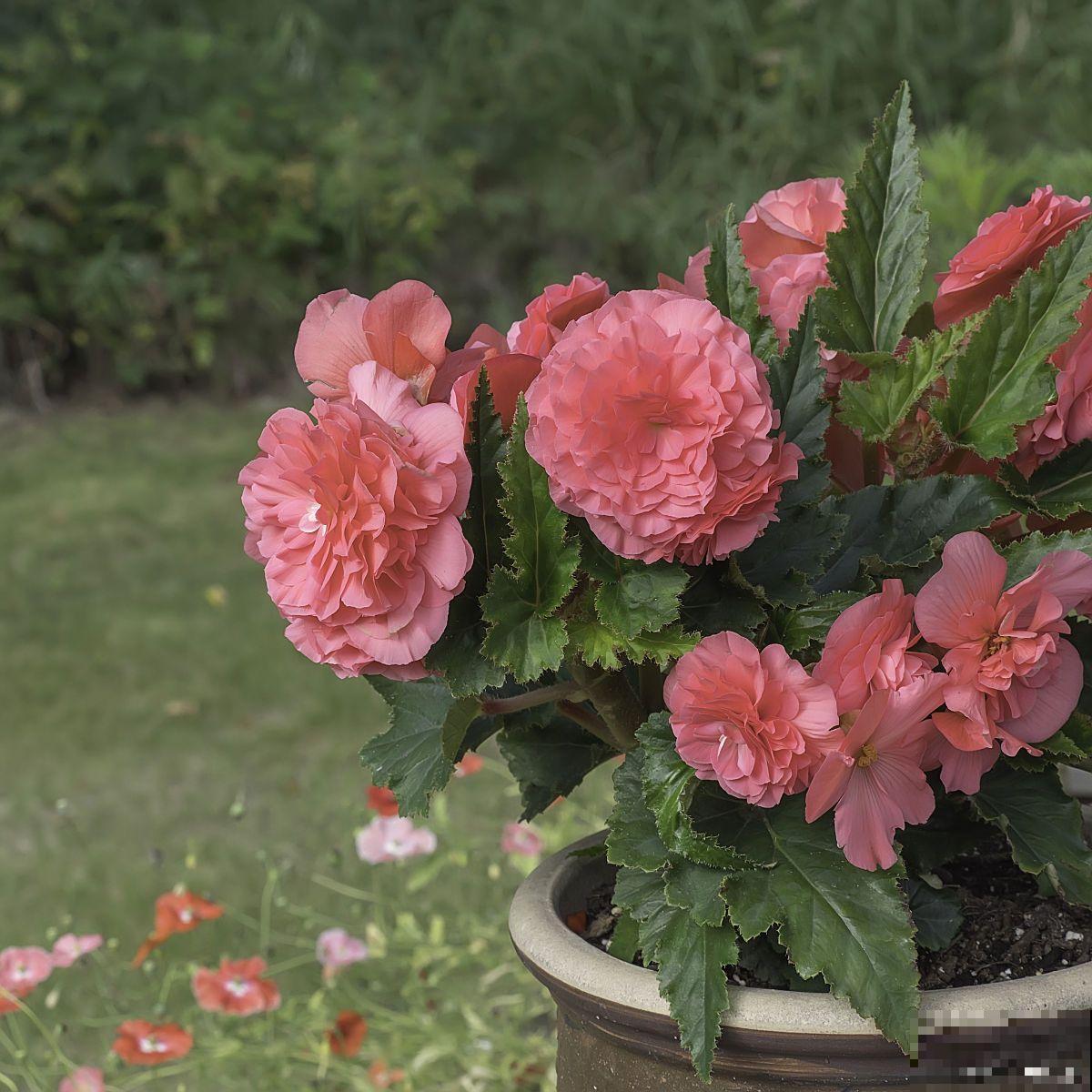 球根海棠的球怎么种