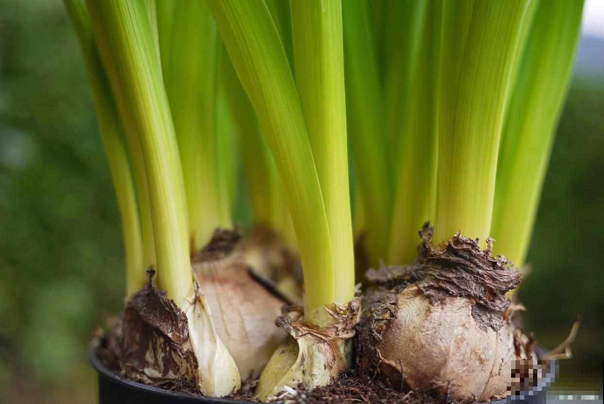 剑兰种球多久发芽 剑兰种球多久发芽