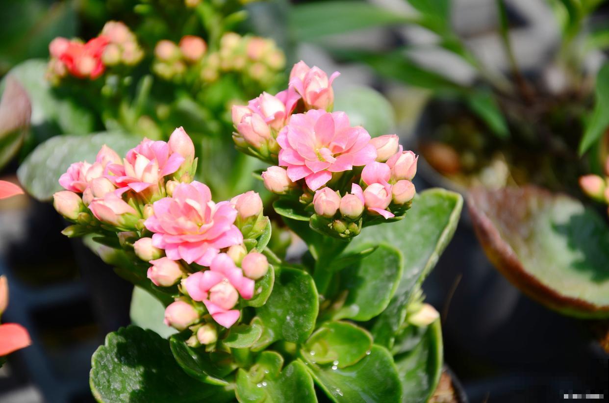 如何扦插长寿花? 如何扦插长寿花?