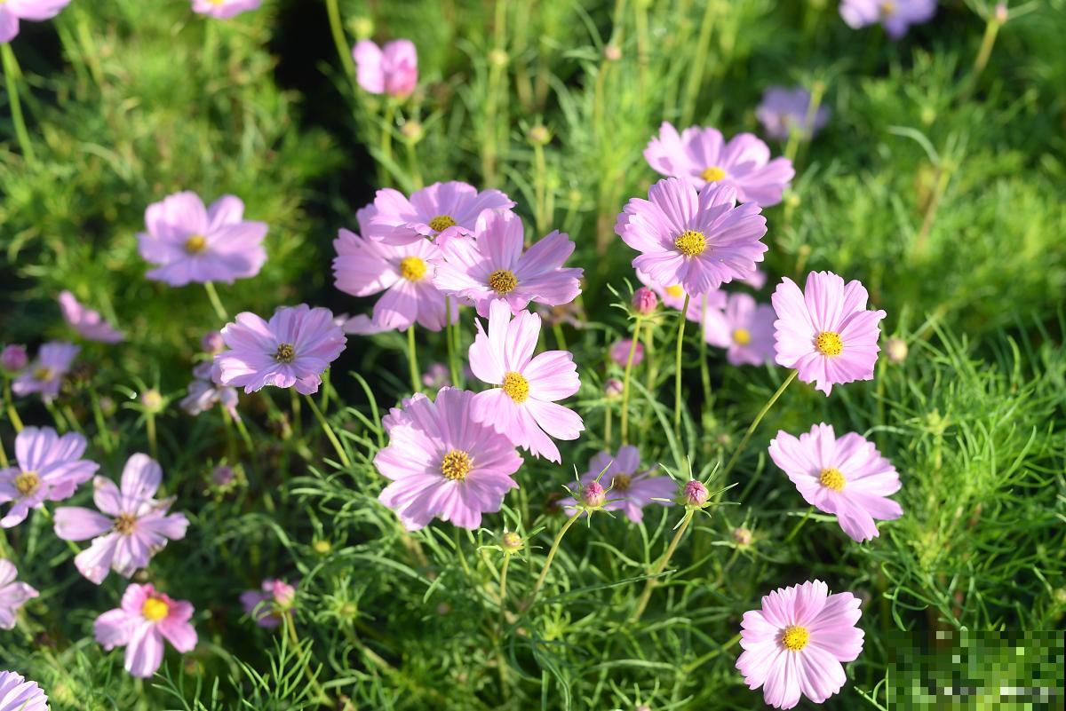 波斯菊如何摘心? 波斯菊如何摘心?