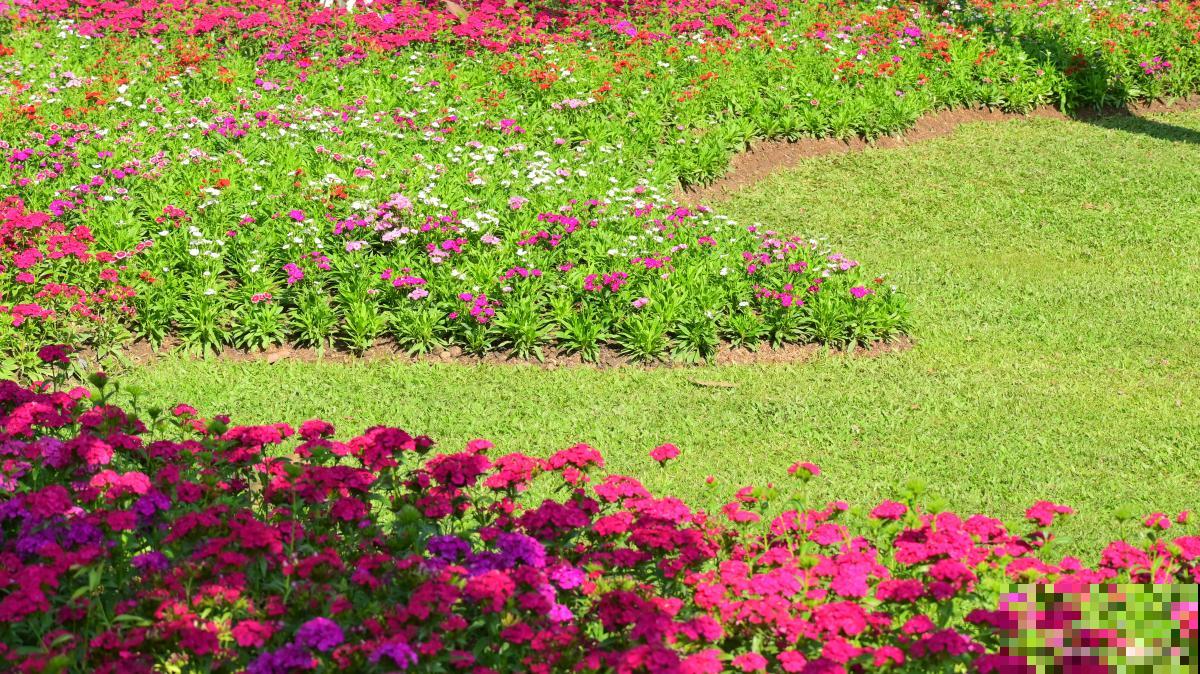 草花怎么去养殖？